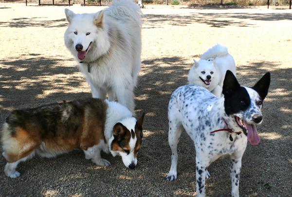Dog Park